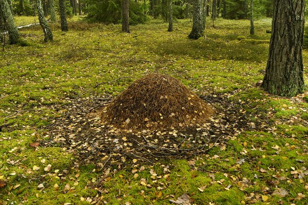 Муравейник в лесу