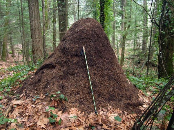 Рыжий Лесной муравей Муравейник