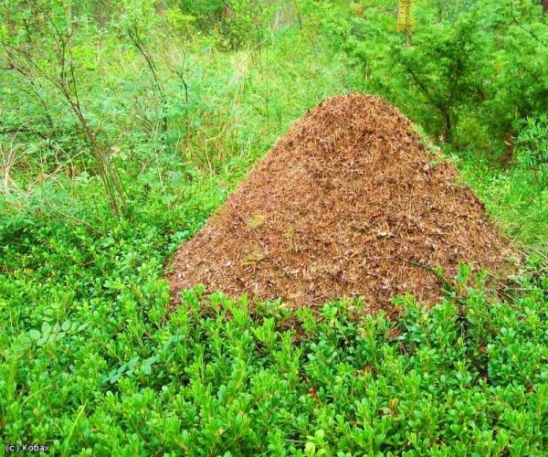 Муравейник для детей