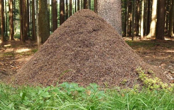 Муравейник фото