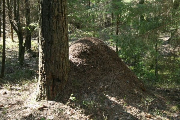 Муравейник лесных муравьев Север Юг