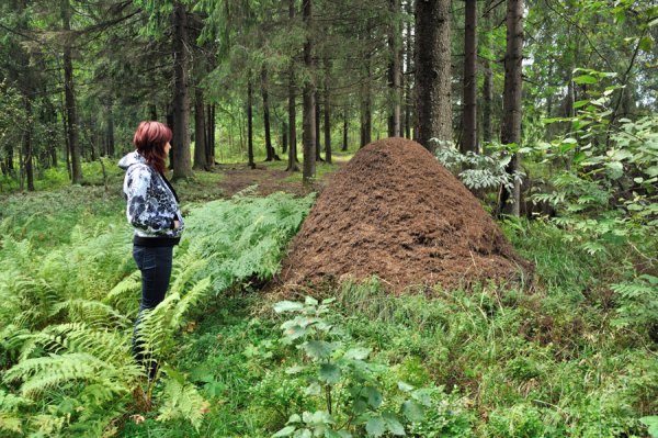 Лесные муравьи Муравейник