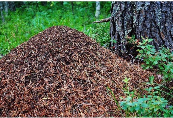 Муравейник в лесу