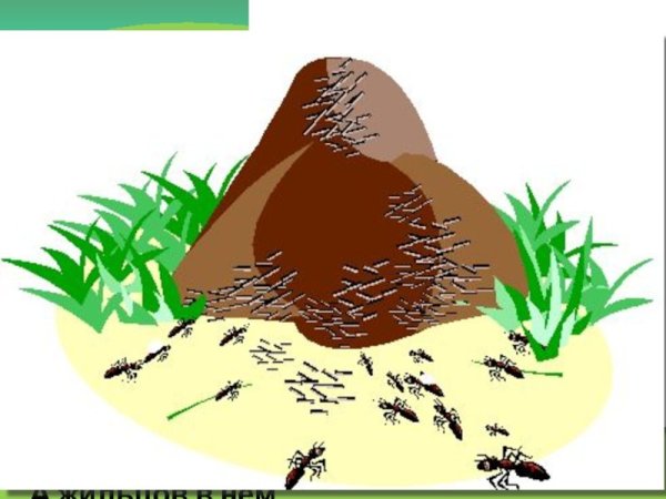 Муравейник для дошкольников