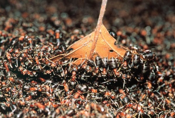 Муравейник насекомые