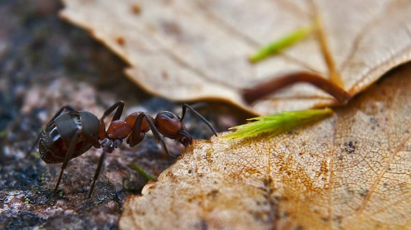 Андрей Павлов фотограф муравьи