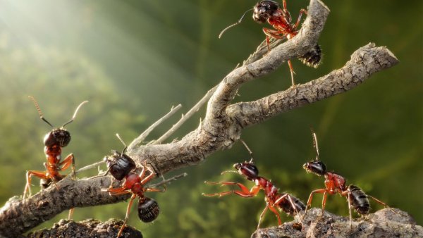 Андрей Павлов фотограф муравьи