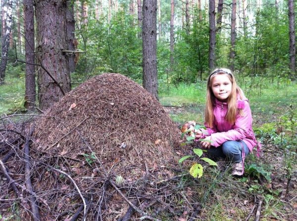 Муравейник для муравьев