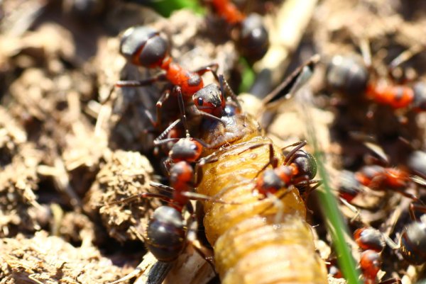 Муравейник для дошкольников