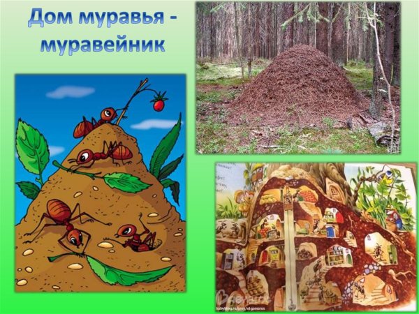 Муравейник в лесу