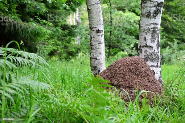 Муравейник рыжих лесных муравьев