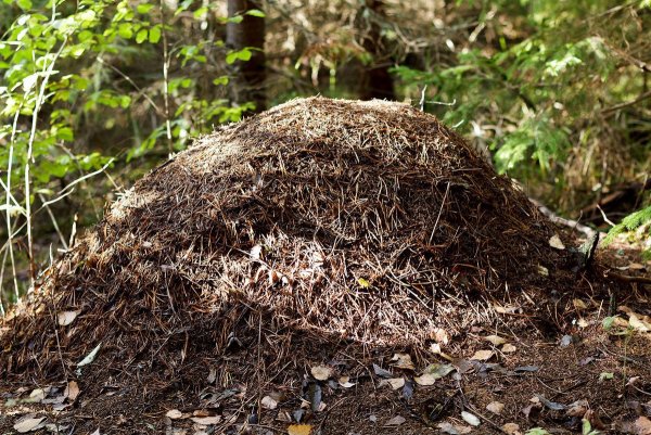 Огромный Муравейник