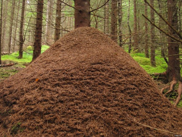 Муравейник на дачном участке