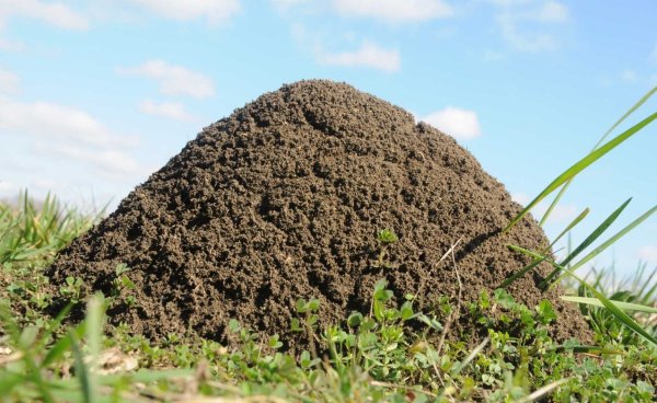 Садовые муравьи