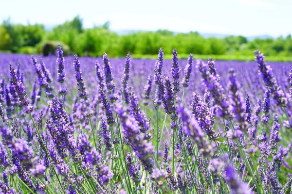 Лаванда велосипед Прованс