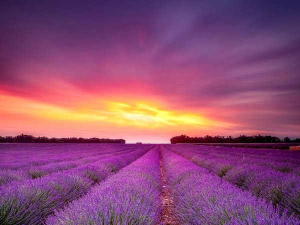 Лавандовые поля на Кубани