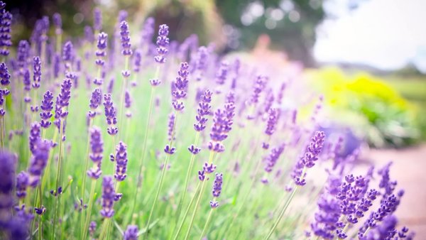 Франция поля люцерны