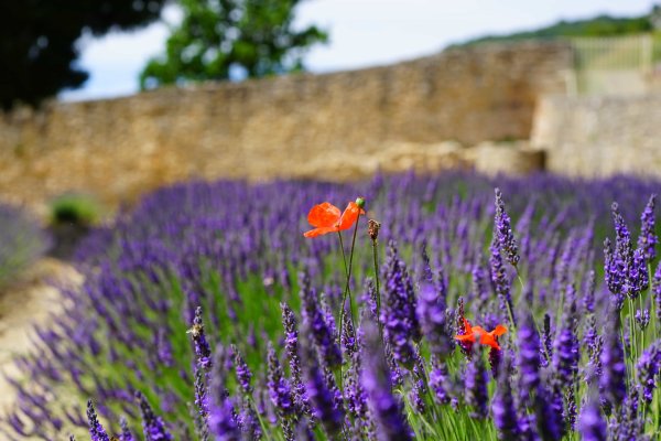 Лавандовые поля в Провансе Франция