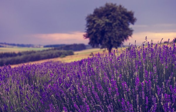 Лавандовые Луга Франция