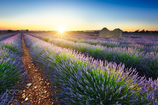 Лавандовая ферма новая Зеландия