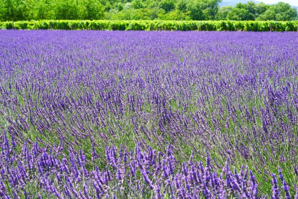 Лаванда Пурпл