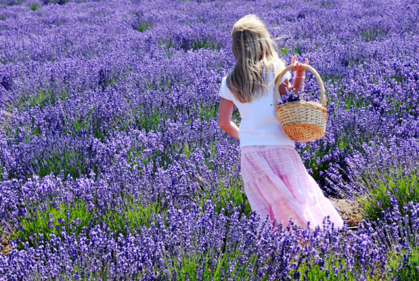 Лаванда фон