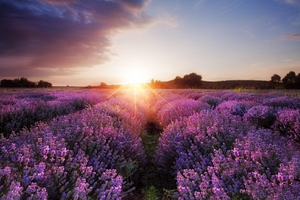 Летнее поле