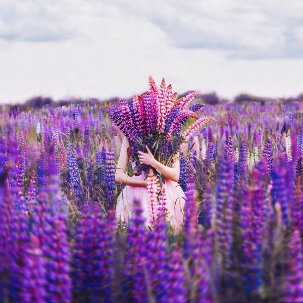 Лаванда французская Мирей