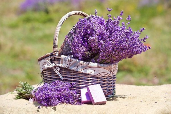 Лаванда французская Тоскана