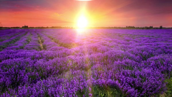 Бордо Лавандовое поле