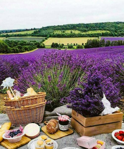 Лавандовое поле на закате