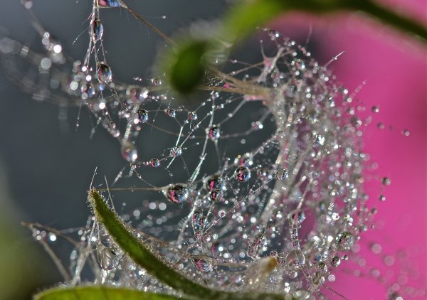 Капелька лета