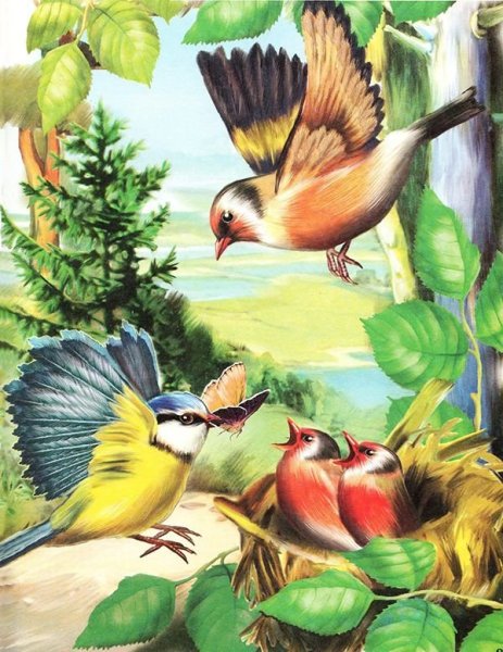 Виталий Бианки иллюстрации