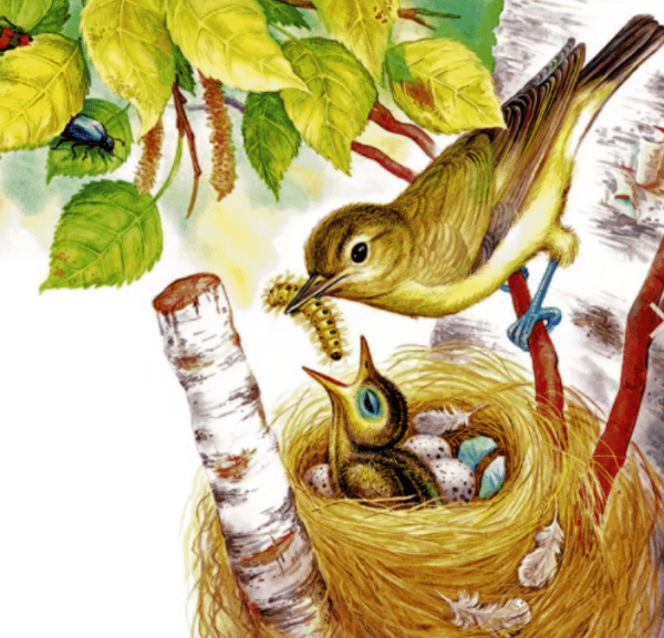 Кукушонок сказка Бианки