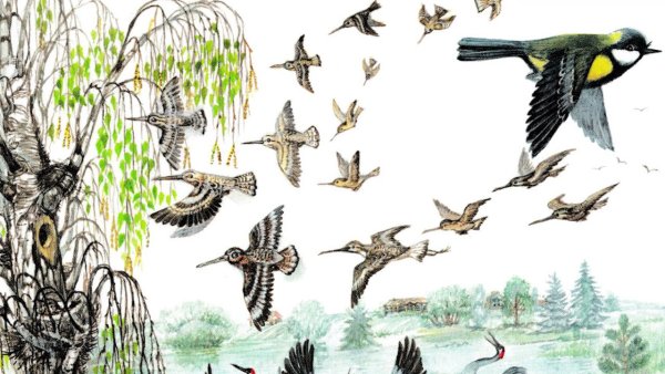 Синичкин календарь мультфильм