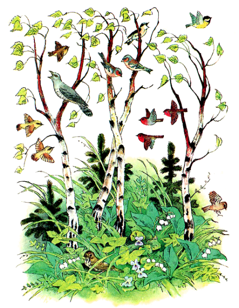 Иллюстрации май Бианки