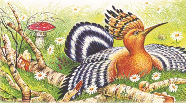 Бианки выпь