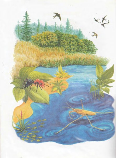 Водомерка Бианки