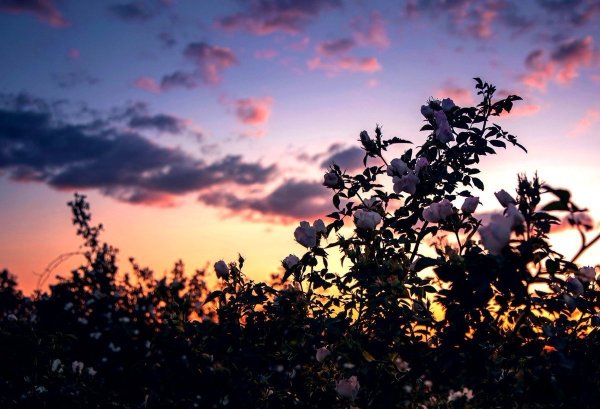 Лето Эстетика