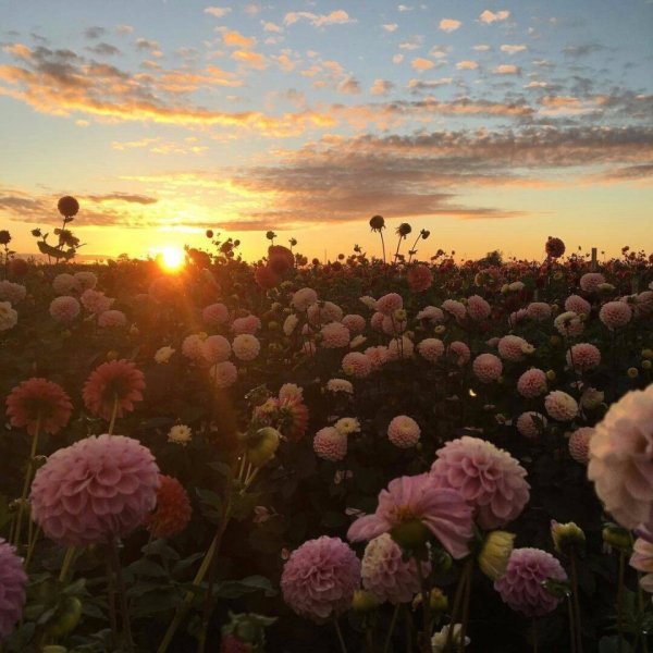 Эстетика лета