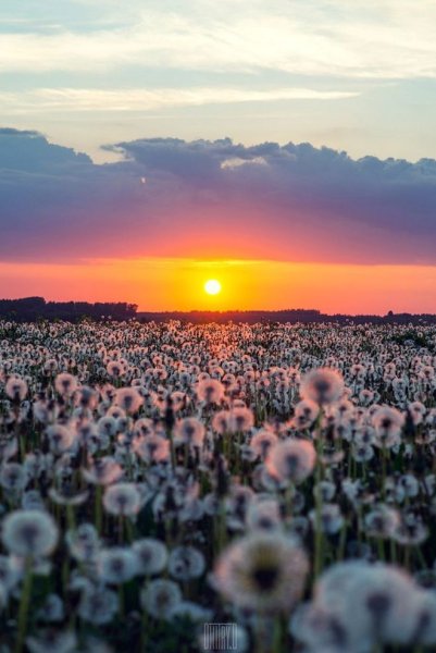 Эстетика лета