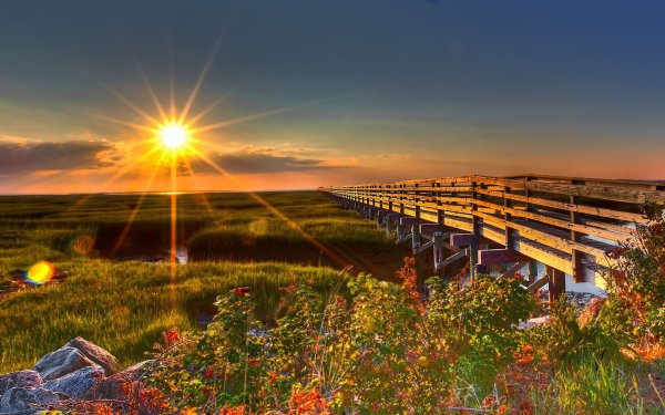 Природа лето ромашки