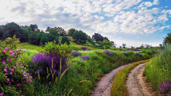 Лето цветы