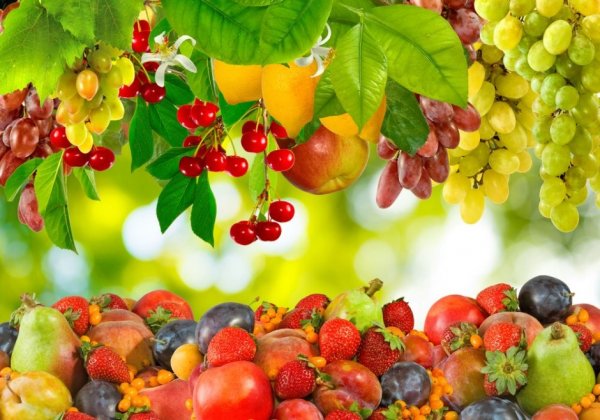Сад фруктов