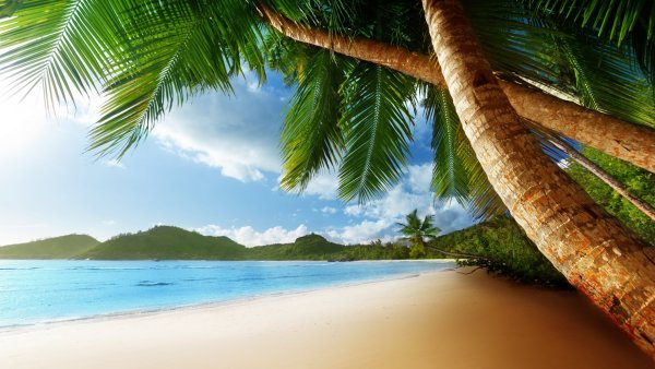 Море пляж пальмы солнце