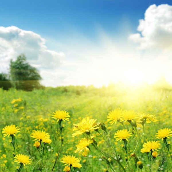 Жаркое лето фон