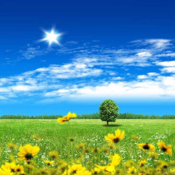 Фон природа лето