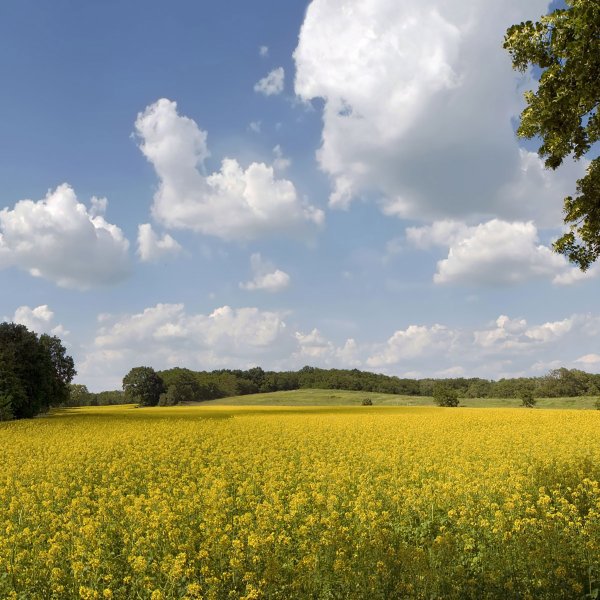 Летом в поле