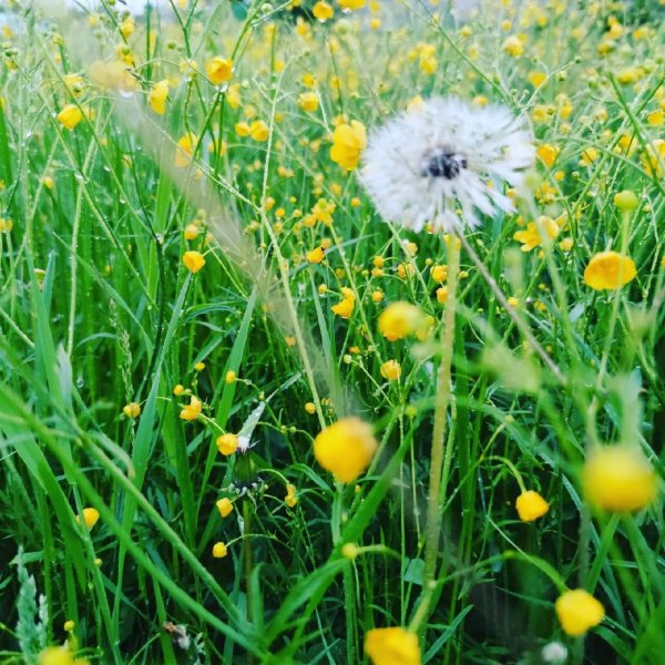 Летние краски лета