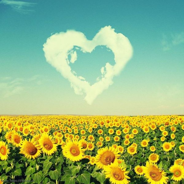 Летние цветы